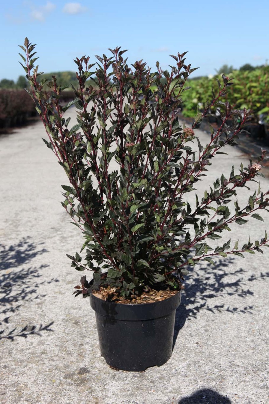 Пузыреплодник Литтл девил