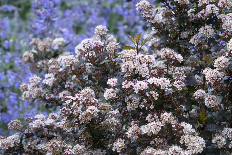 Пузыреплодник калинолистный Литтл Джокер