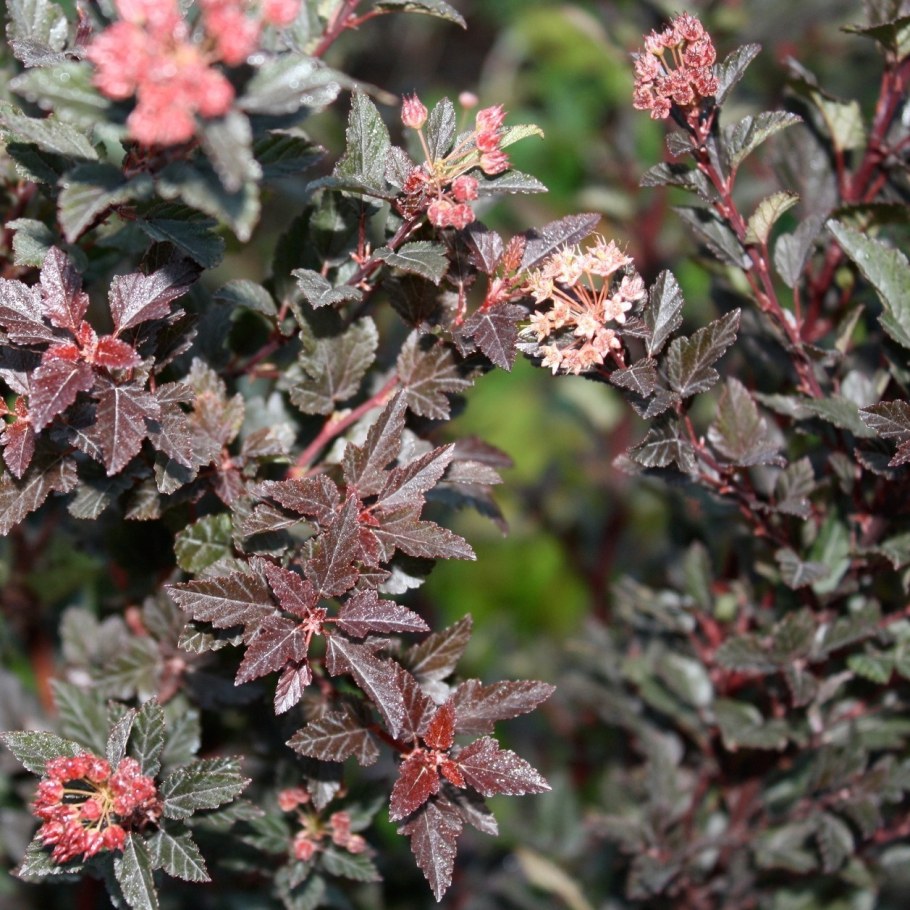 Пузыреплодник Литтл Дейвил