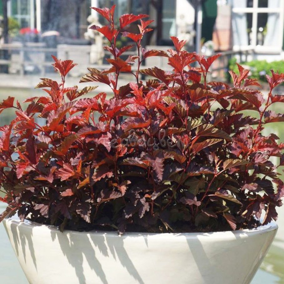 Пузыреплодник калинолистный Литтл Джокер