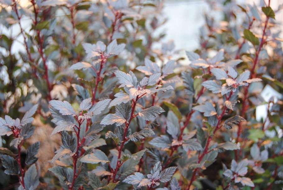 Пузыреплодник Литтл Дэвид