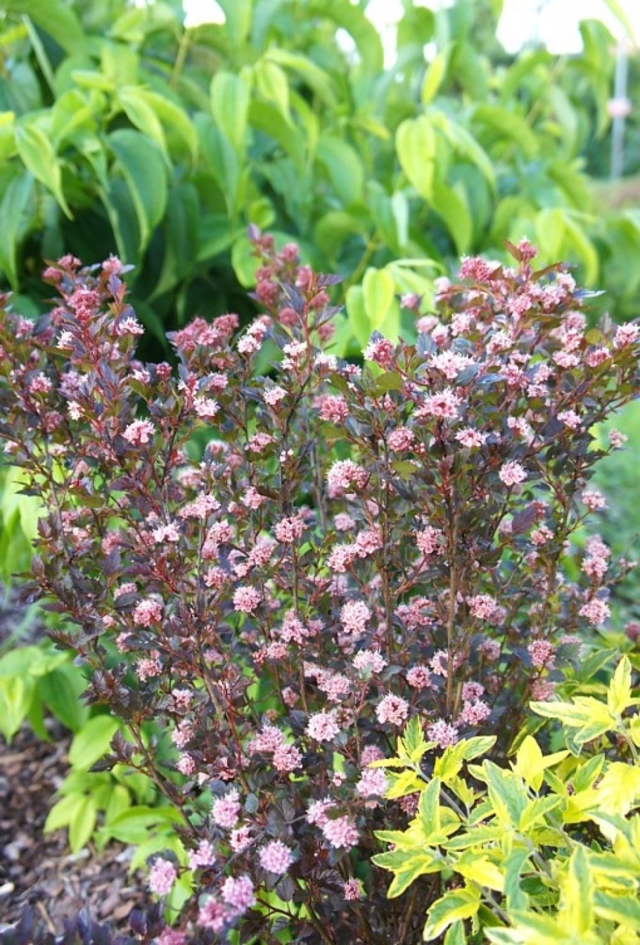 Пузыреплодник Литтл девил