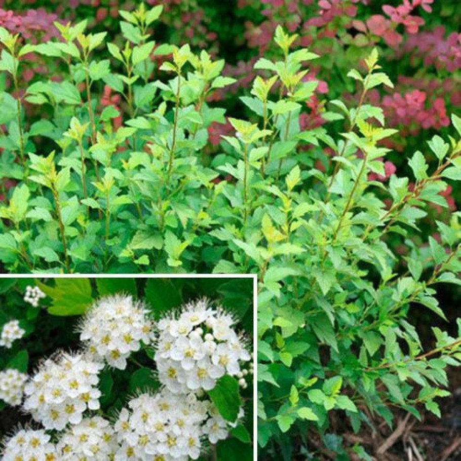 Пузыреплодник Литтл Грин