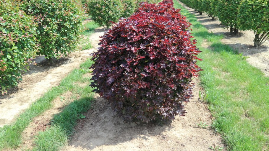 Пузыреплодник красный куст