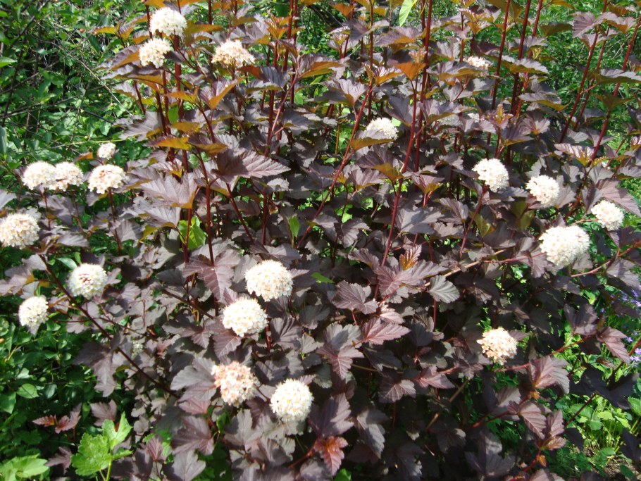 Пузыреплодник Дьяболо