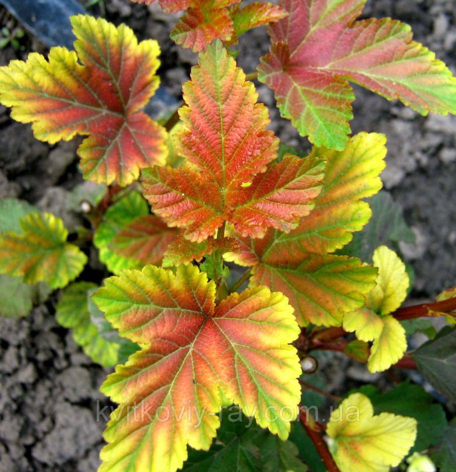 Пузыреплодник калинолистный Литтл Энджел