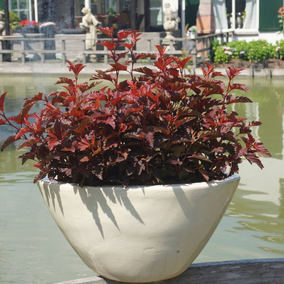 Пузыреплодник Литтл Энджел