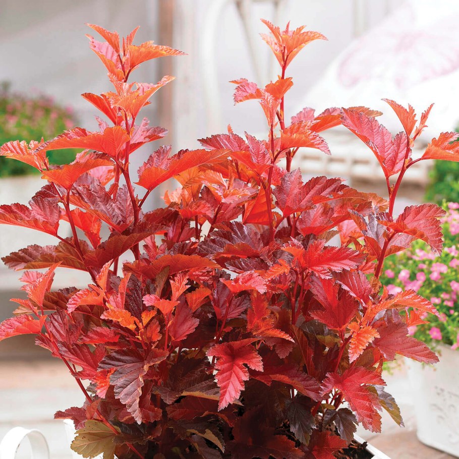 Пузыреплодник little Angel