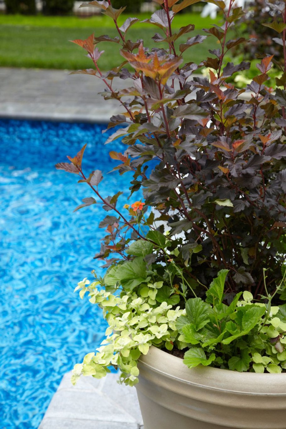 Пузыреплодник калинолистный Ауреа