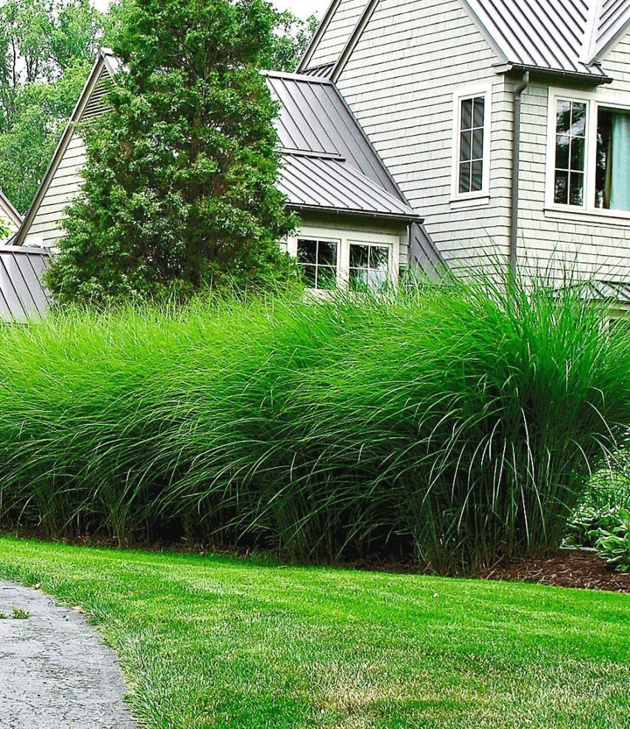 Осока мискантус