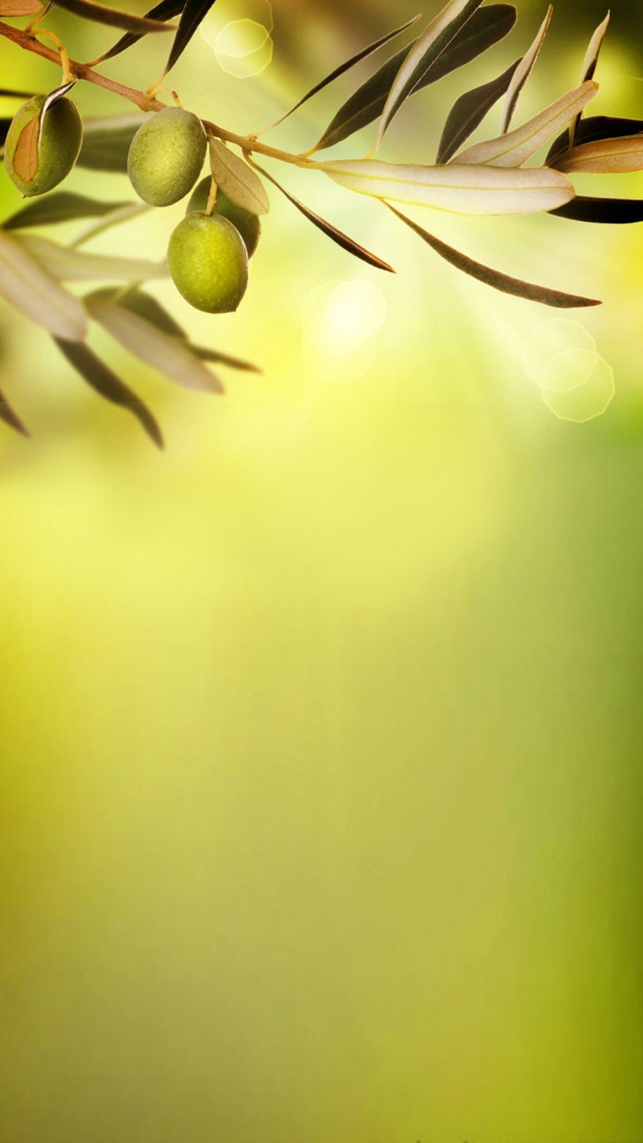 Оливковая ветка