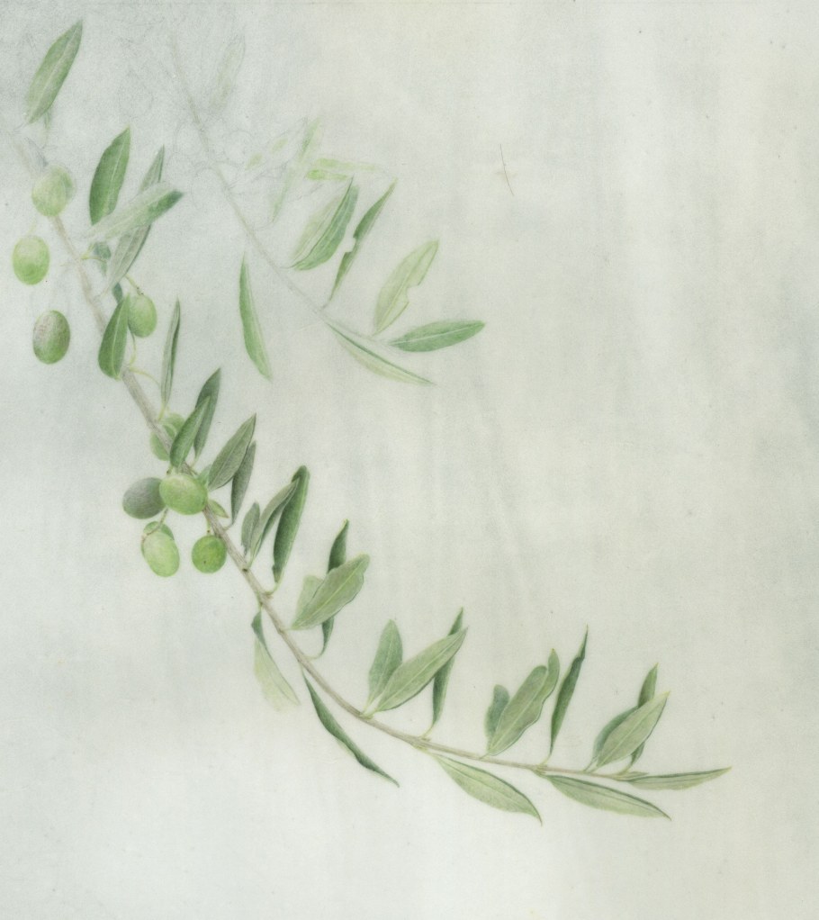 Олива Форест ветка