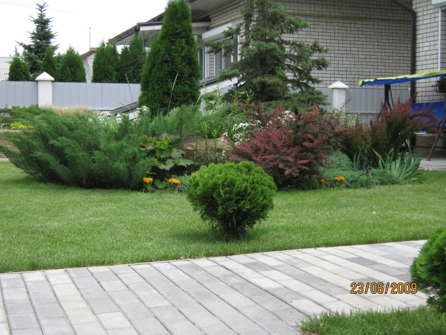 Береза Юнга с хвойными