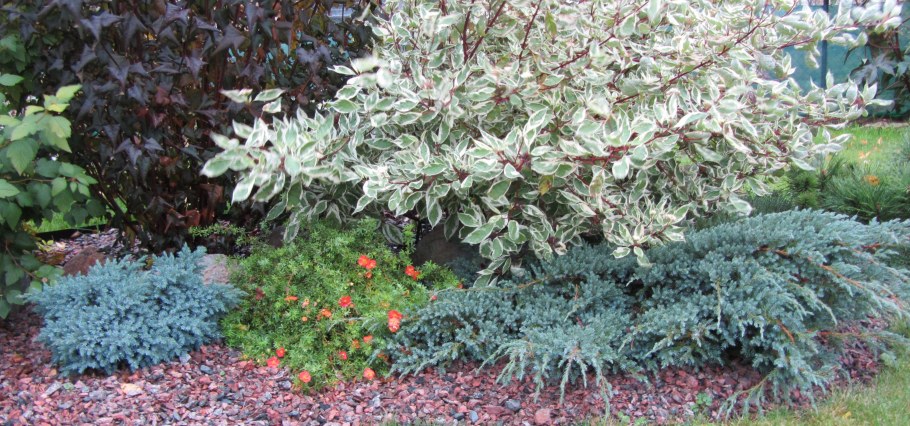 Дерен белый Элегантиссима