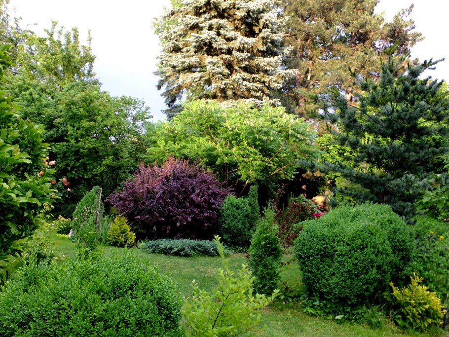 Дерен белый с хвойниками