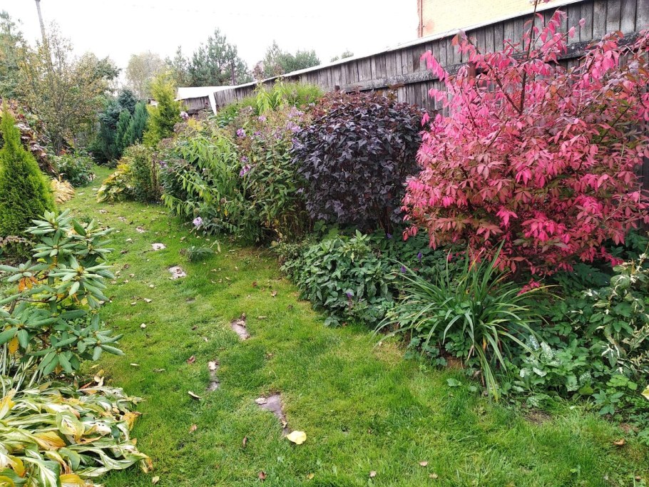 Дерен и пузыреплодник