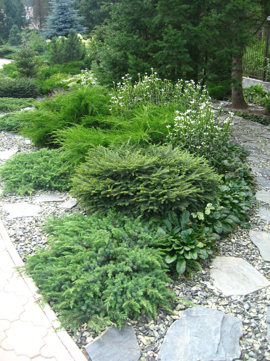 Дерен и туя