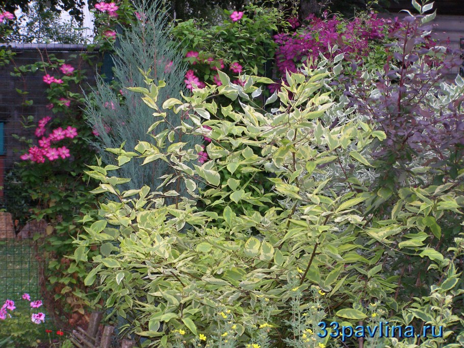 Дерен Элегантиссима с барбарисом