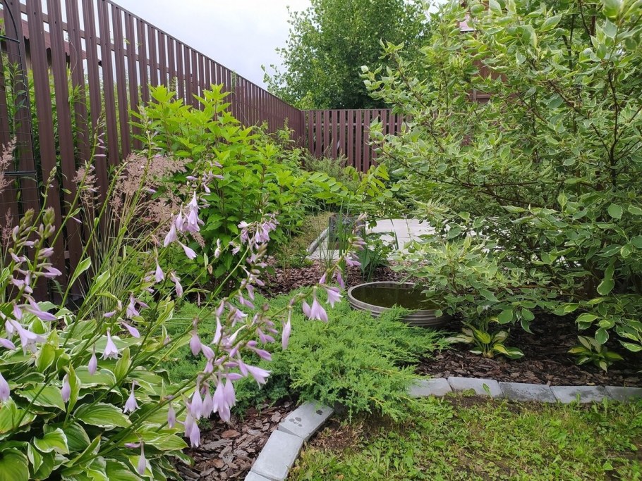 Дерен пузыреплодник Барбарис гортензия