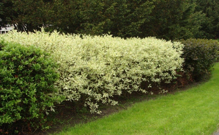 Дерен белый Живая изгородь