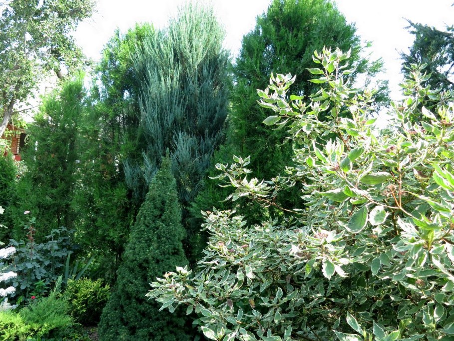 Дерен белый Элегантиссима