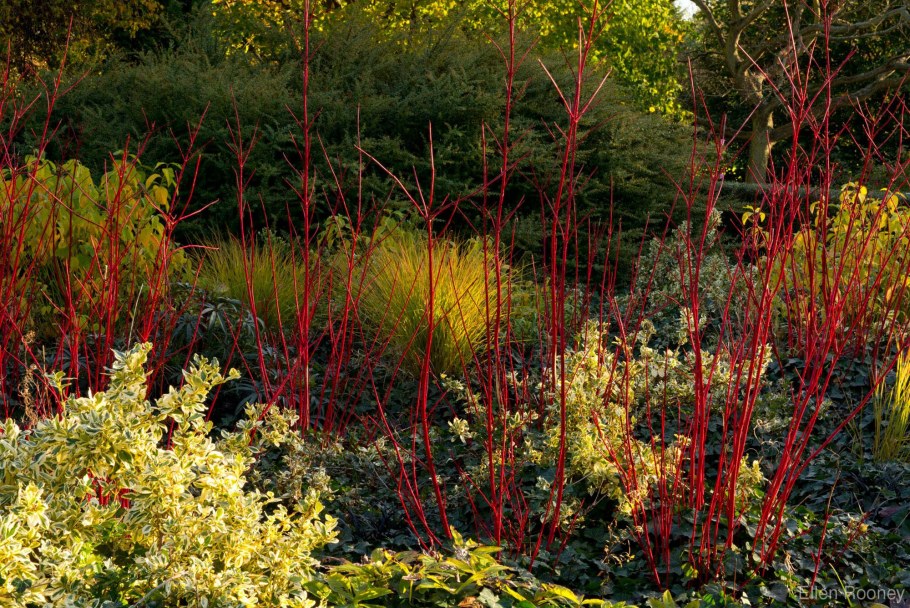 Дерен Элегантиссима (elegantissima)