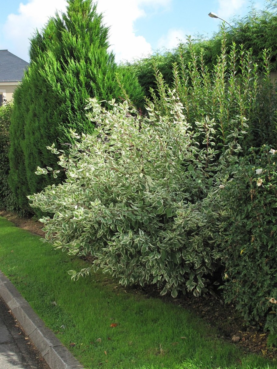 Дерен Элегантиссима (Cornus Alba elegantissima)