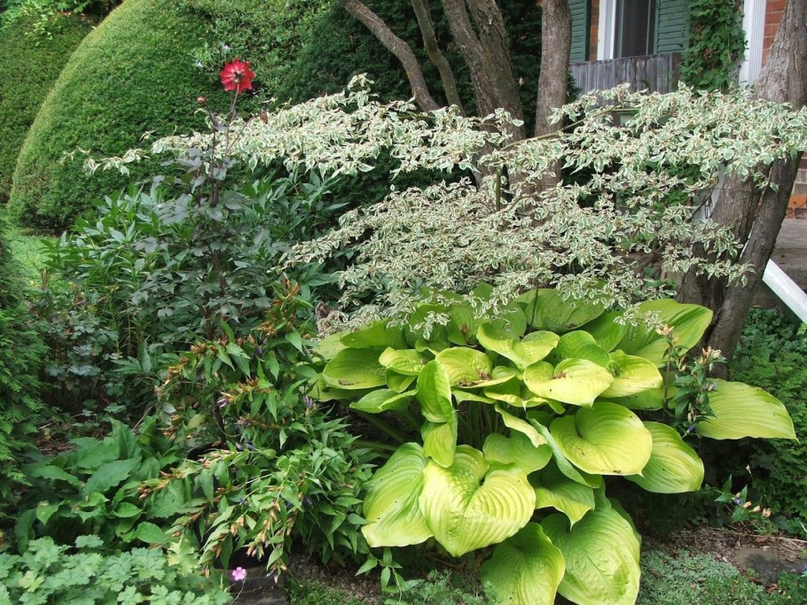 Дерен Ауреа Вариегата