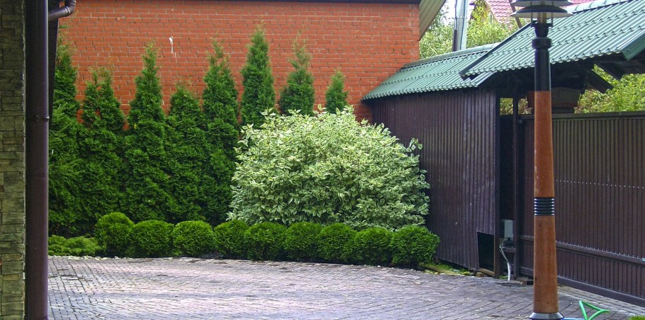 Дерен Живая изгородь