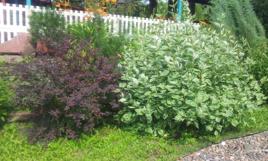 Дерен Элегантиссима