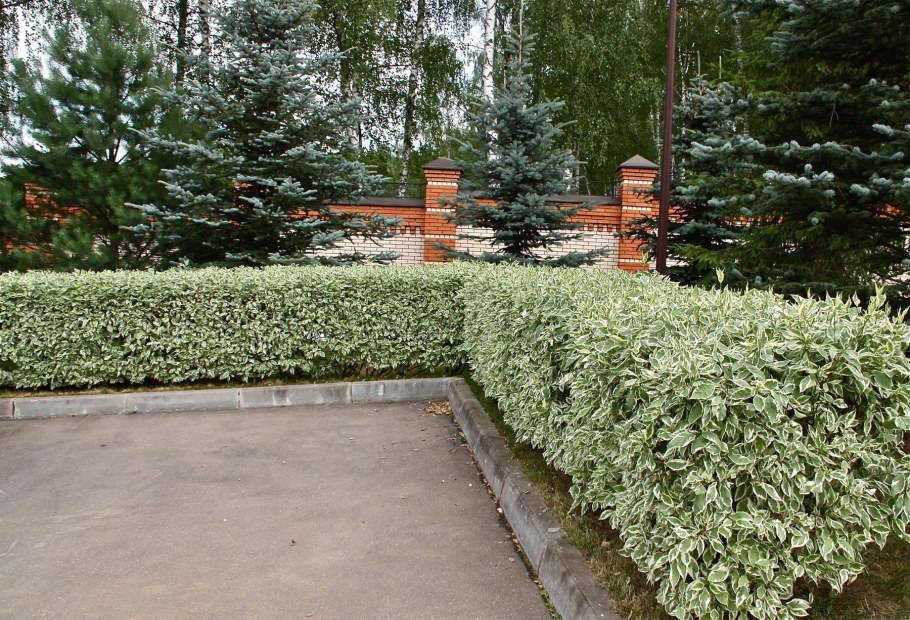 Дерен Сибирика Живая изгородь