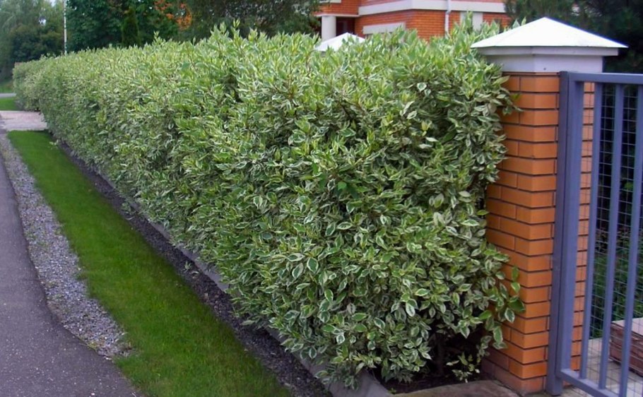 Дерен Элегантиссима