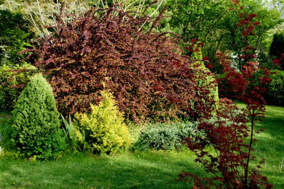 Дерен пузыреплодник Барбарис