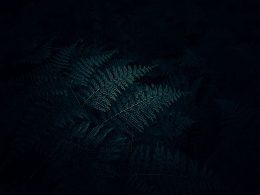 Папоротник на черном фоне