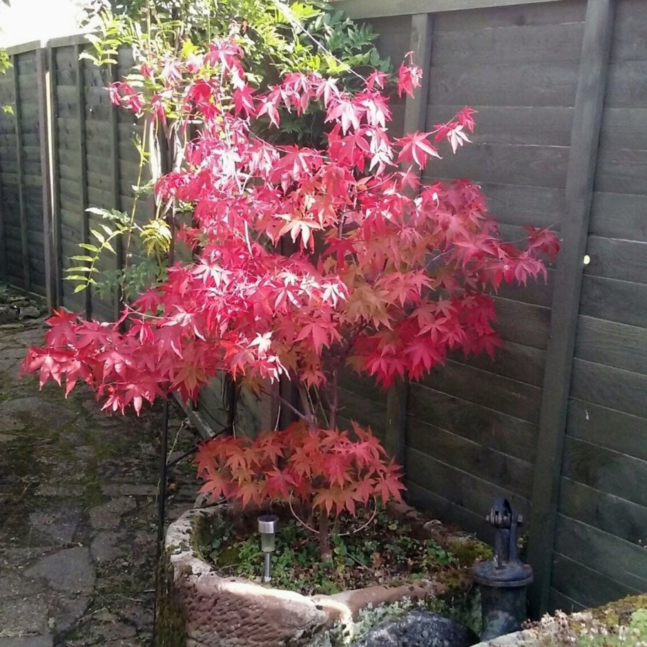 Клен ясенелистный Фламинго