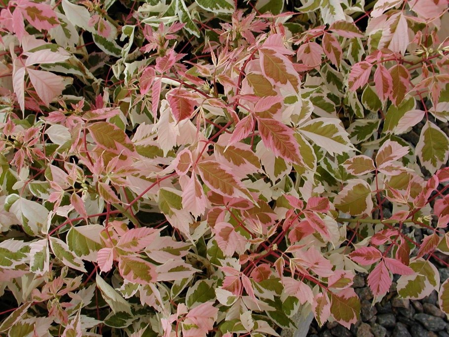 Клен ясенелистный Фламинго