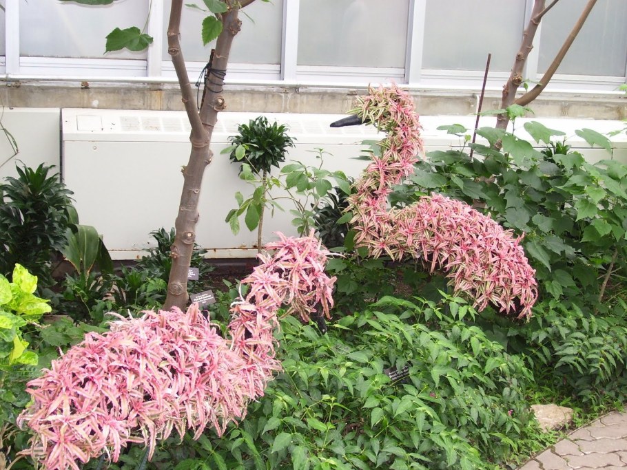 Хакуро нишики Фламинго