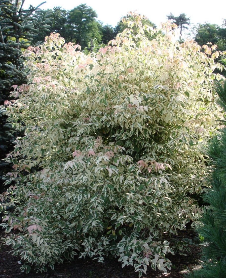 Клен ЯСЕНЕВИДНЫЙ Фламинго