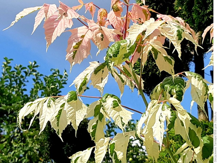 Клен ясенелистный розовый