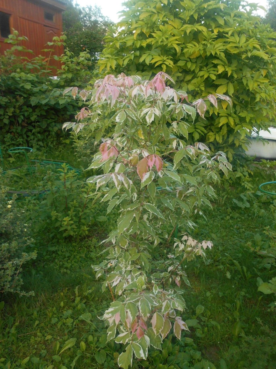 Acer negundo Flamingo клён ясенелистный