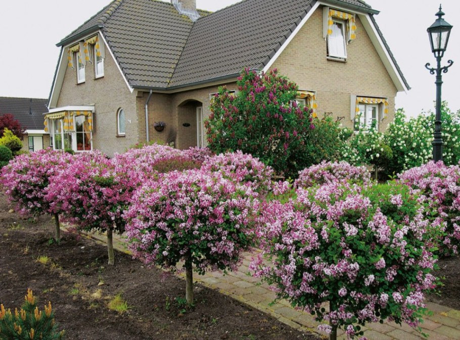 Штамбовая сирень Мейера