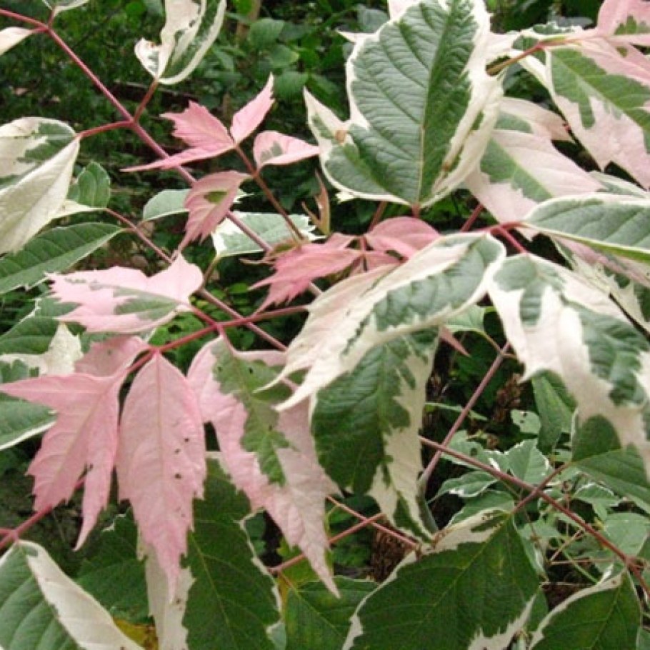 Клен ясенелистный 'Flamingo' Acer negundo 'Flamingo'