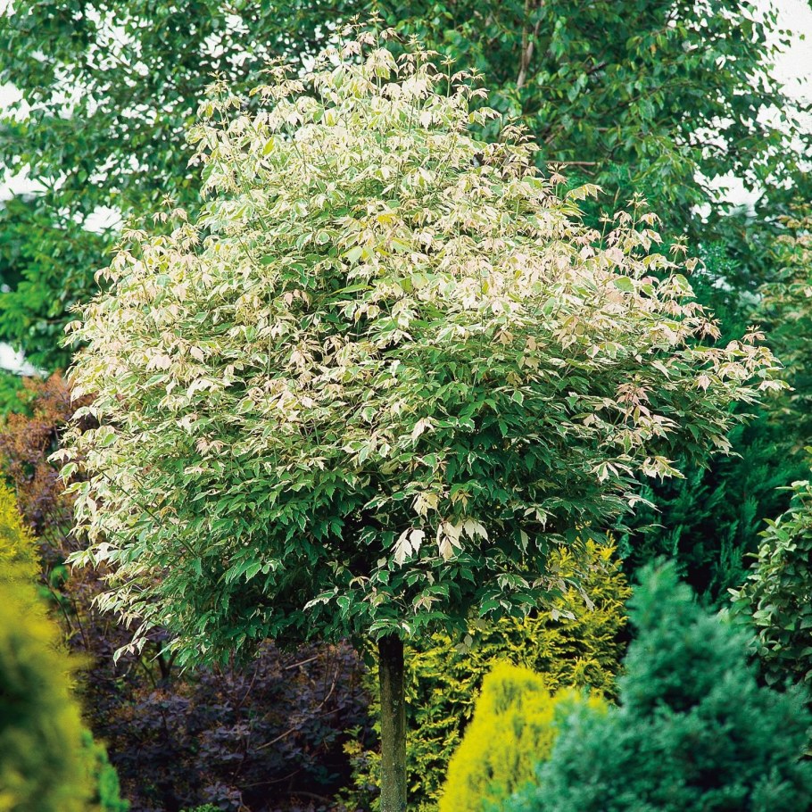 Acer negundo Flamingo