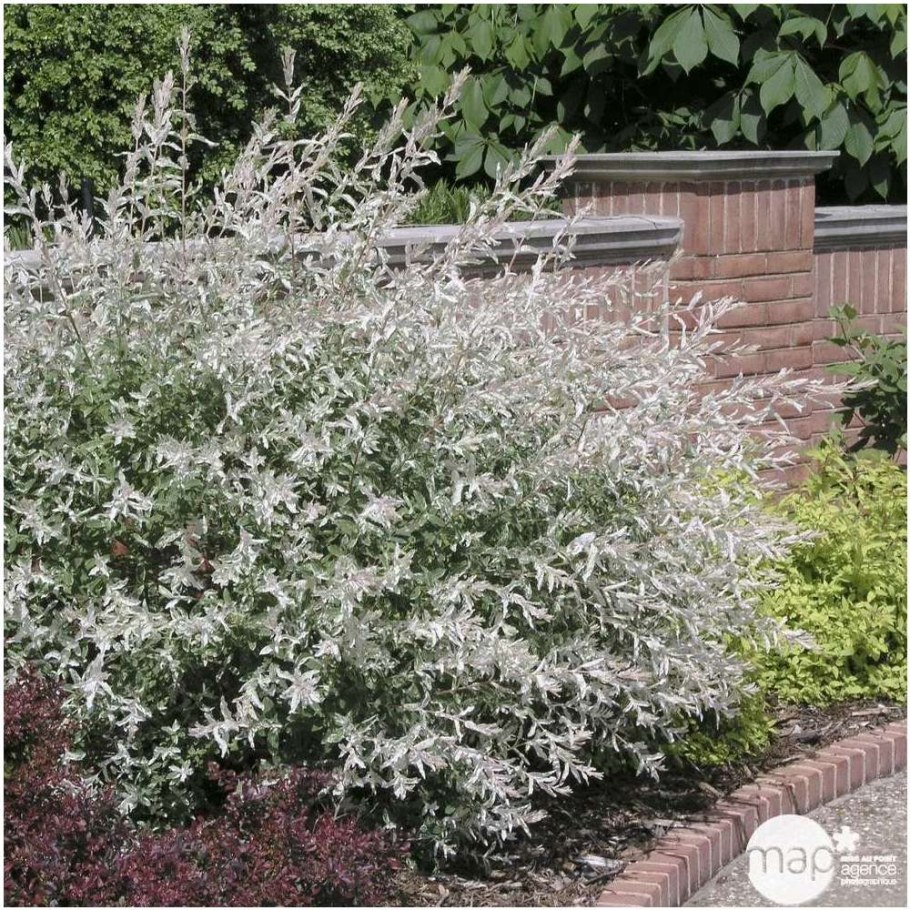 Ива цельнолистная Хакуро-нишики