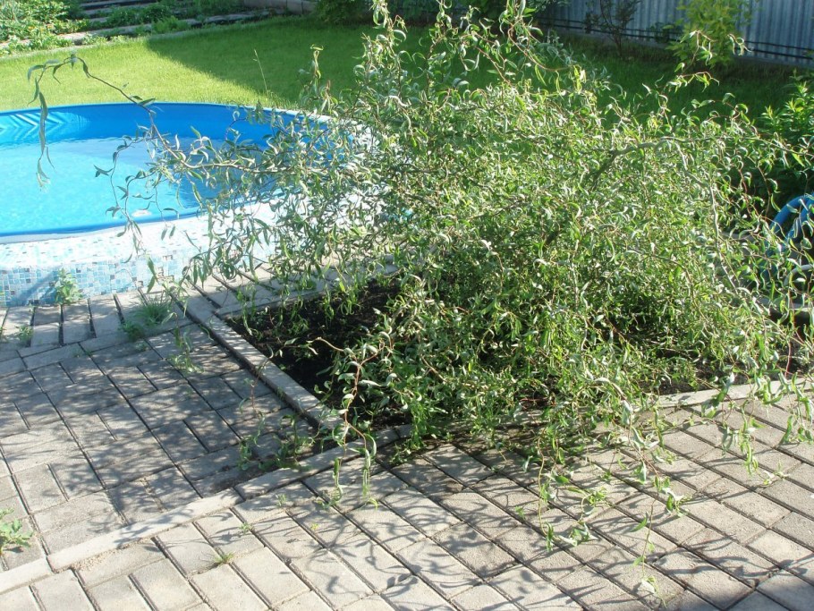 Ива Извилистая Матсудана