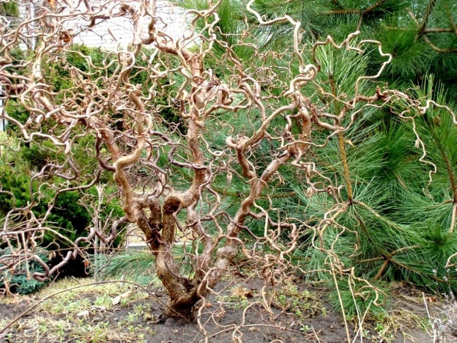 Лещина Конторта краснолистная