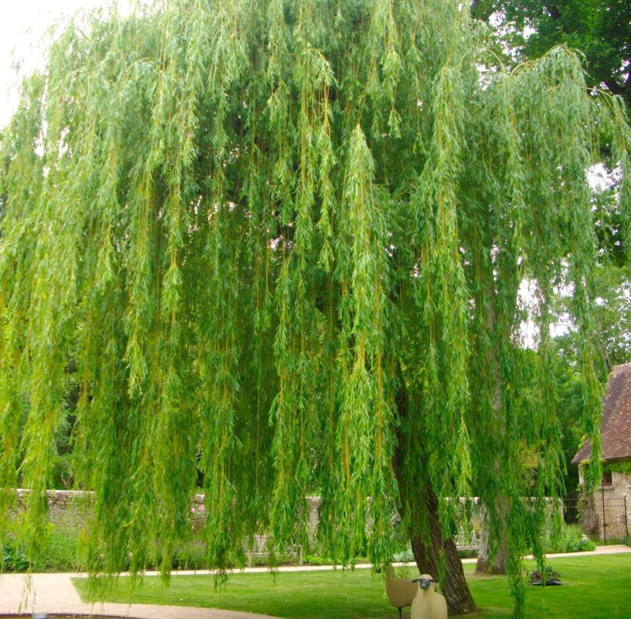 Ива Вавилонская плакучая