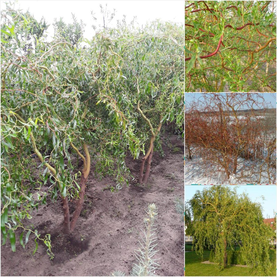 Ива Извилистая Матсудана (Salix matsudana)