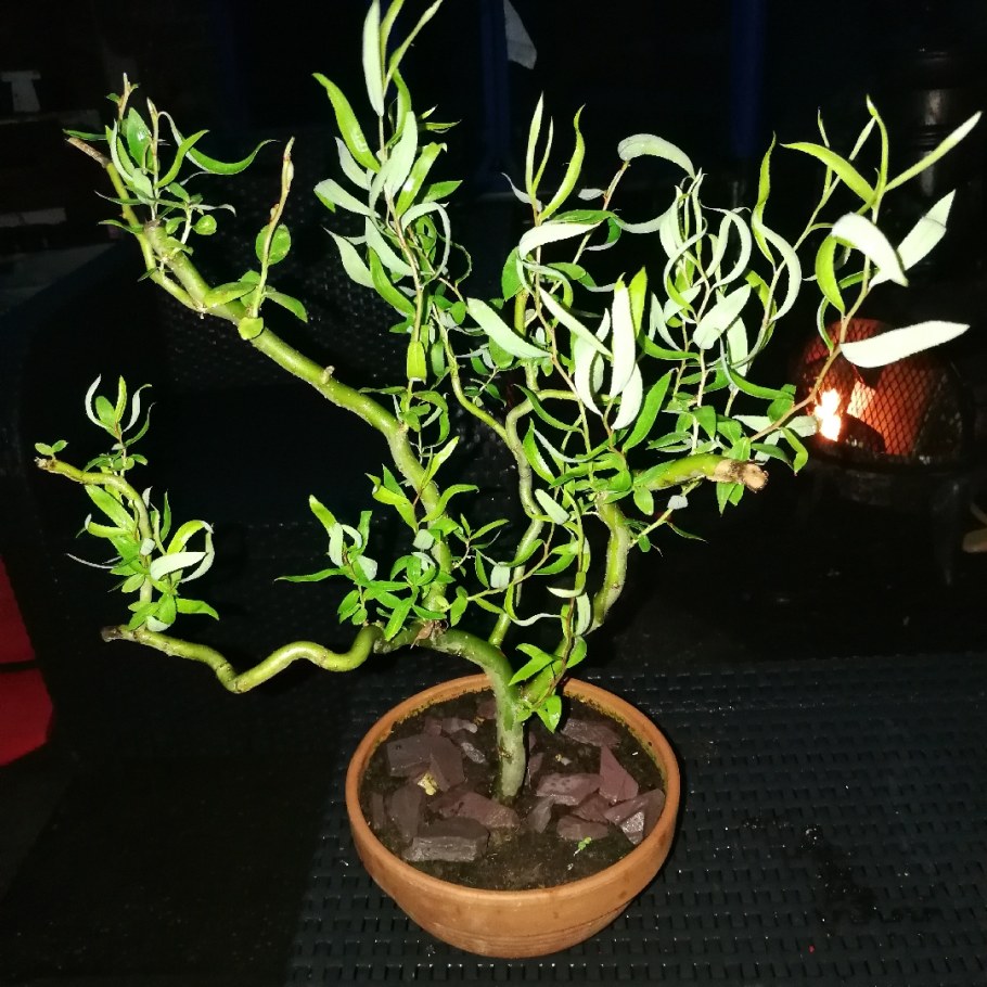 Ива Извилистая Матсудана (Salix matsudana)