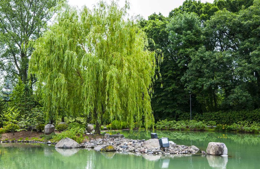 Ива белая плакучая